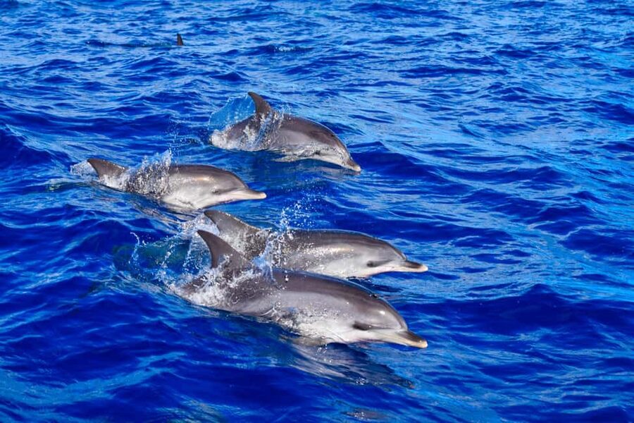 Madeira: Guaranteed Whales or Dolphins Watching Tour - Key highlights to know before you go
