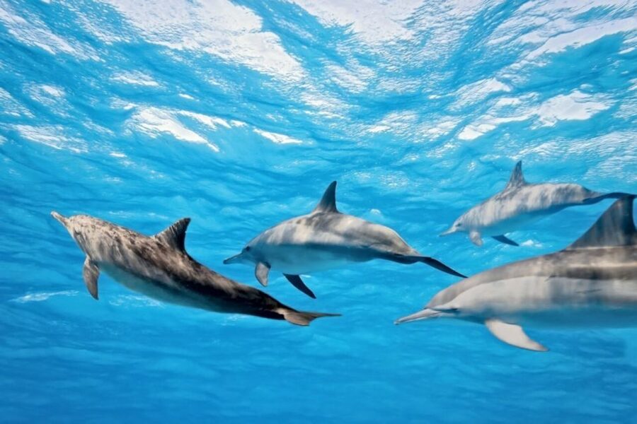 Madeira: Guaranteed Whales or Dolphins Watching Tour - Price and value: is $55 worth it for Madeira whale watching?