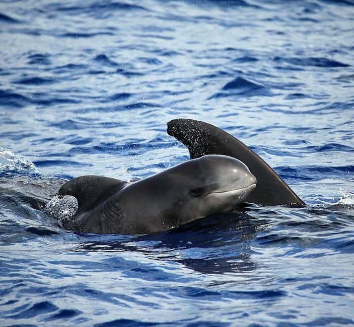 Madeira: Guaranteed Whales or Dolphins Watching Tour - Madeira whale watching from Funchal, with a small boat that stays respectful