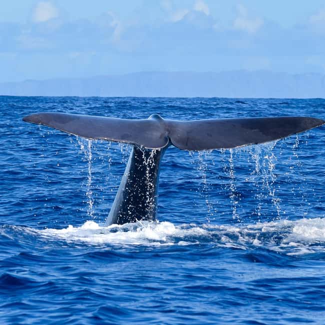 Madeira: Guaranteed Whales or Dolphins Watching Tour - Stop-by-stop: what happens in the 2 hours on the water