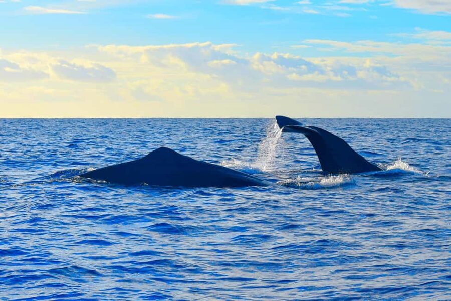 Madeira: Guaranteed Whales or Dolphins Watching Tour - The ethics matter: no feeding, no chasing, and why that improves your odds