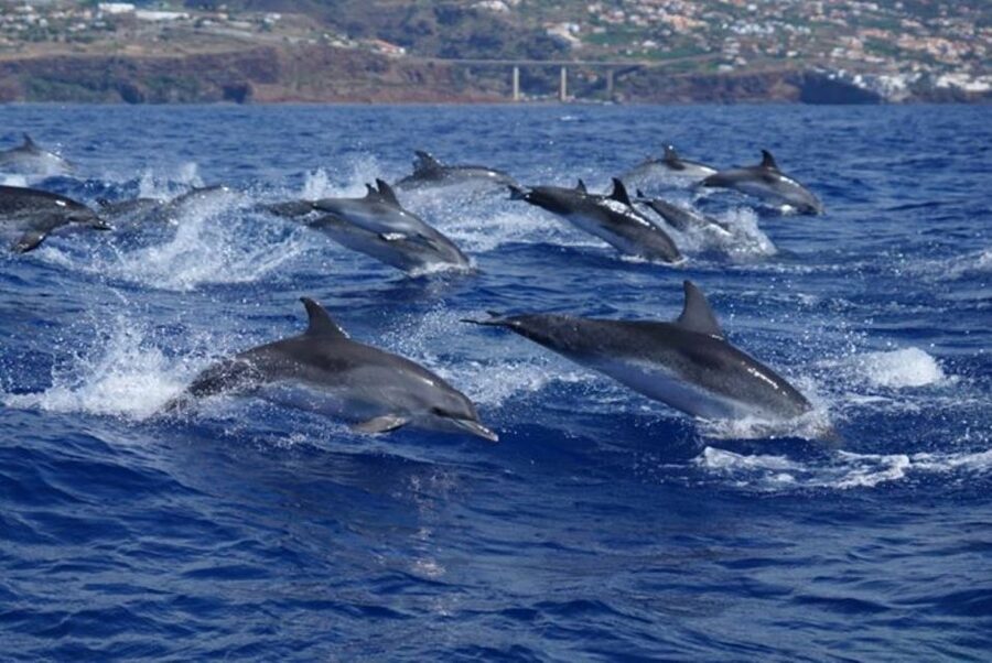 Madeira: Guaranteed Whales or Dolphins Watching Tour - The crew experience: marine biologists, smart spotting, and guides like Camila and Fernanda