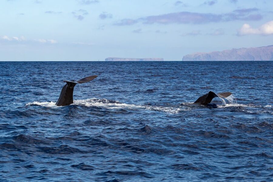 Madeira: Guaranteed Whales or Dolphins Watching Tour - What you might see: pilot whales, bottlenose dolphins, and surprise extras