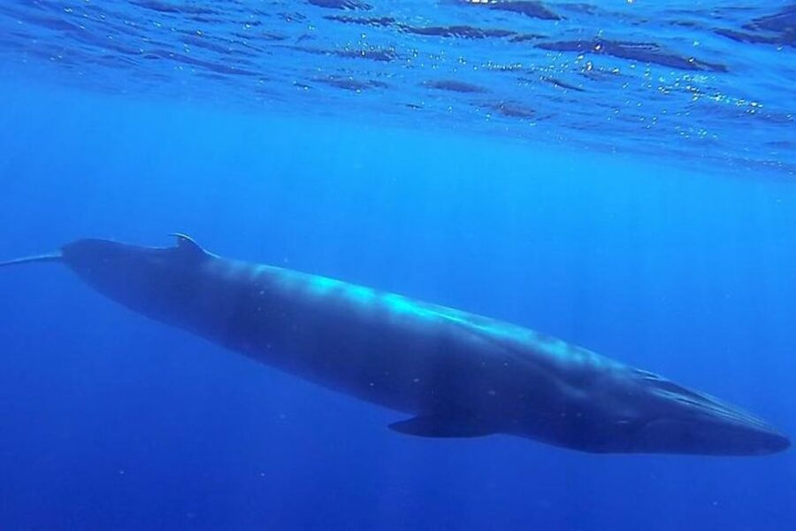 Madeira: Guaranteed Whales or Dolphins Watching Tour - How “98% successful sightings” changes the decision for your trip