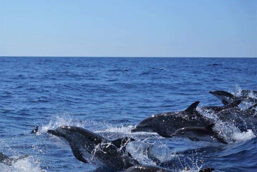 Madeira: Guaranteed Whales or Dolphins Watching Tour - Boat comfort and what to bring, since this is a high-speed outing