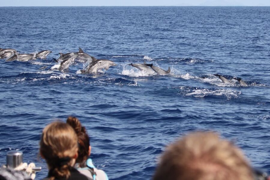 Madeira: Guaranteed Whales or Dolphins Watching Tour - Getting to Blue Safari Madeira at the new marina, and not wasting time
