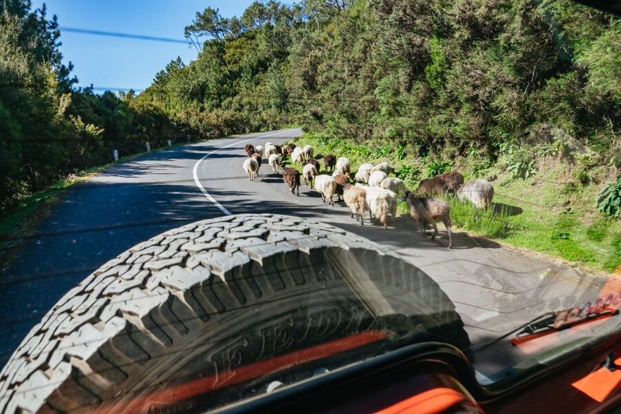 Madeira: Half-Day Pico Arieiro Jeep Tour - Practical timing, pickup rhythm, and what to bring