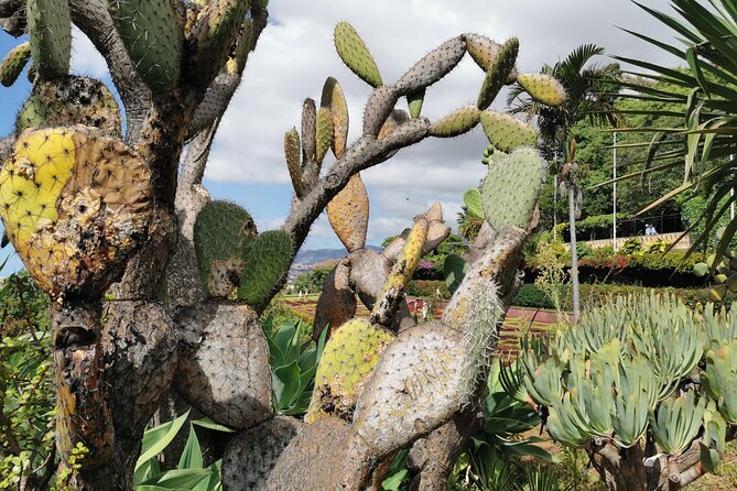Madeira Highlights: Toboggan, Garden & Cable Car (All-Inclusive) - The Weather Factor: plan for outdoor conditions