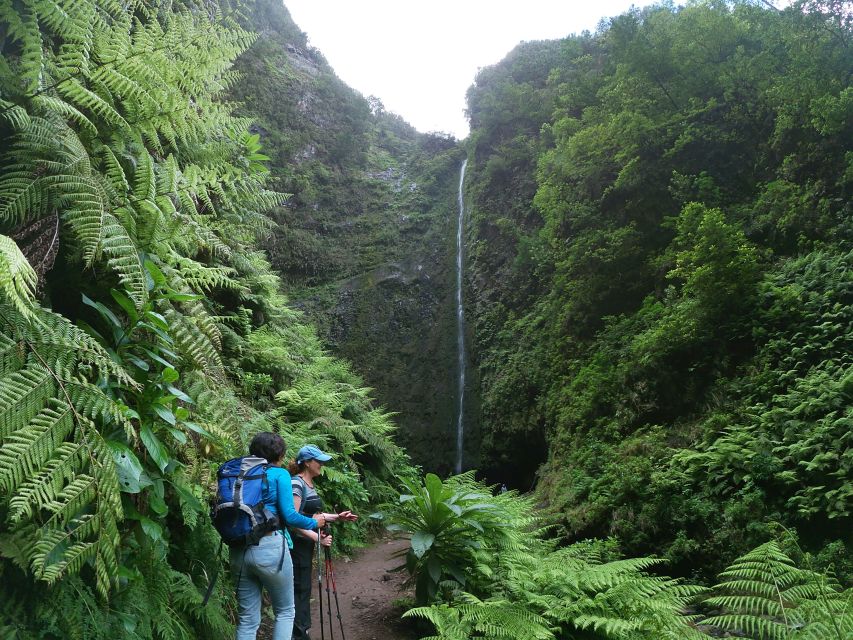 Madeira Island: Caldeirão Verde Levada Walk - Arriving at Queimadas Forest Park, with the forest already in your face