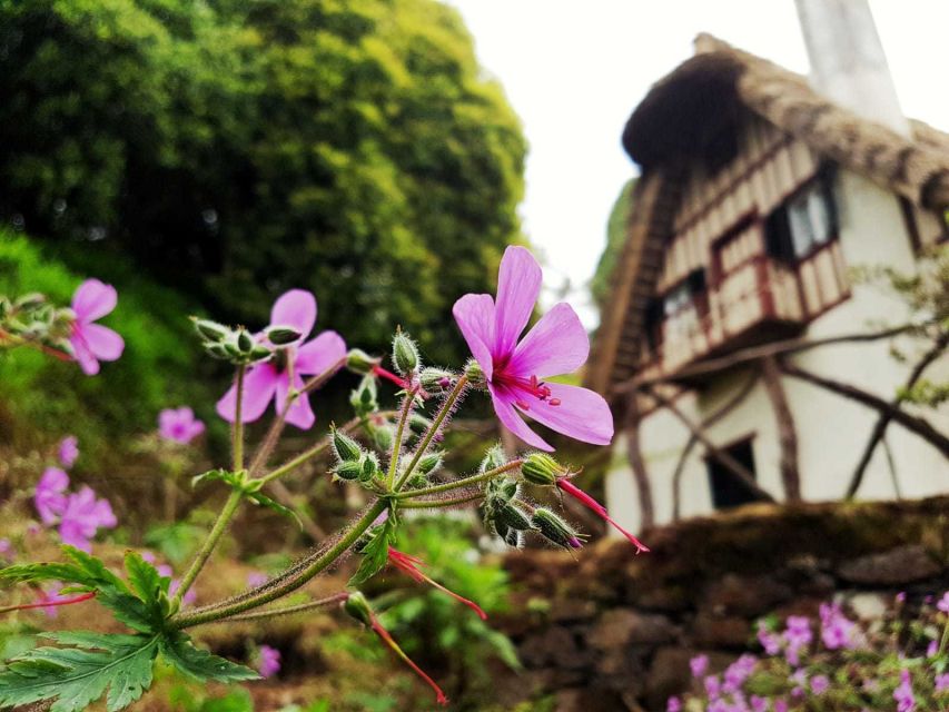 Madeira Island: Caldeirão Verde Levada Walk - Wildlife and forest details you can actually notice on a half-day hike