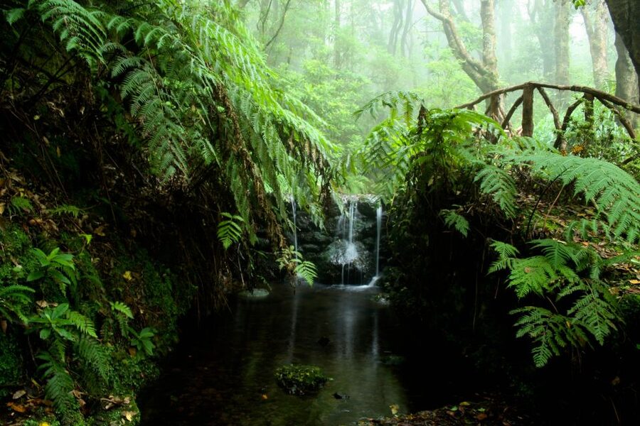 Madeira Island: Caldeirão Verde Levada Walk - Your group day: guides, pacing, and why timing affects how much you enjoy it