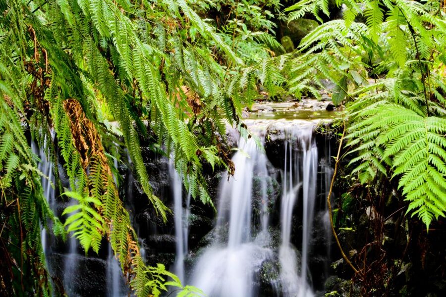 Madeira Island: Caldeirão Verde Levada Walk - Transportation and timing: why the total day feels long even when the hike is moderate