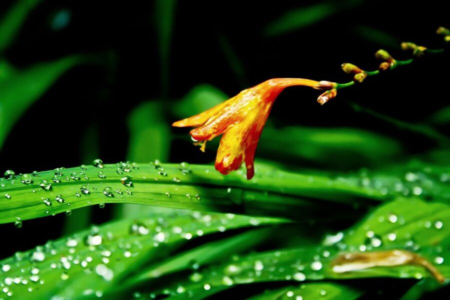 Madeira Island: Caldeirão Verde Levada Walk - What the tour includes, and what you must bring for a comfortable hike
