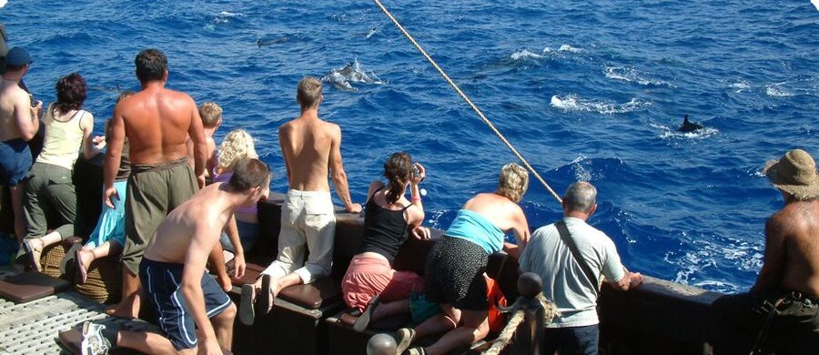 Madeira Pirate Ship: 3-Hour Boat Trip - Dolphins and Whales: What You’re Actually Paying For