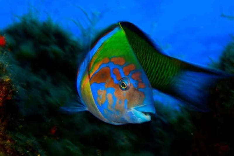 Madeira: Ponta de São Lourenço Snorkeling Boat Trip - What you’ll see underwater, plus what to look for on the surface