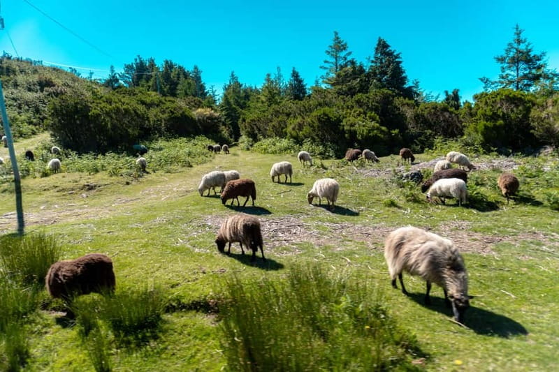 Madeira: Santana Jeep Safari and Balções Levada Walk - Ribeiro Frio and the Balcões Levada: walking a historic water route