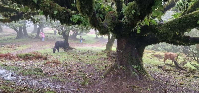 Madeira West Island Full-Day Tour with Fanal Forest - Seixal waterfalls and São Vicente wine tasting on the coastal return