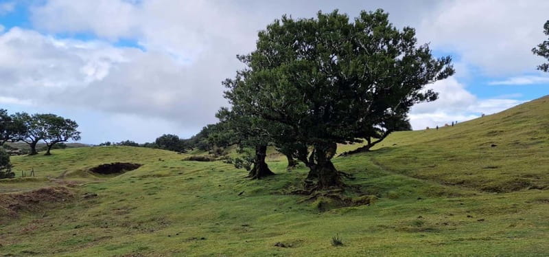 Madeira West Island Full-Day Tour with Fanal Forest - Price and value: where the $62 really goes