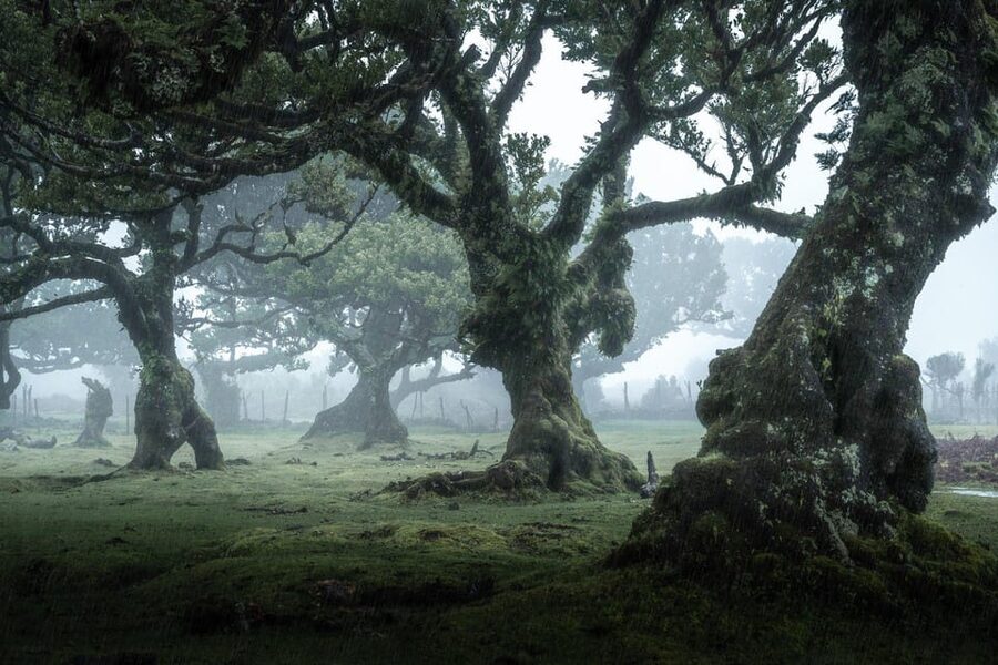 Madeira: West Tour With Guide Fanal Forest SykWalkExperience - Pickup, drop-off, and how the guide keeps the day on track