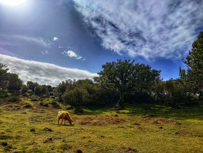 Madeira: Western Madeira Guided Trip & Fanal Mystic Forest - Key Highlights at a Glance