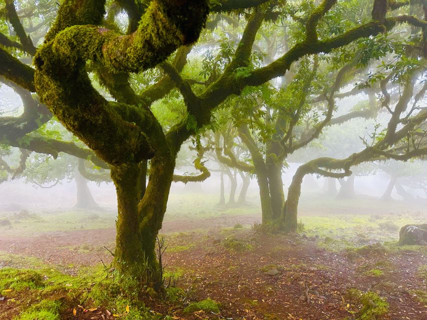 Madeira: Western Madeira Guided Trip & Fanal Mystic Forest - Ribeira da Janela: Short Stop, Big Coast Views