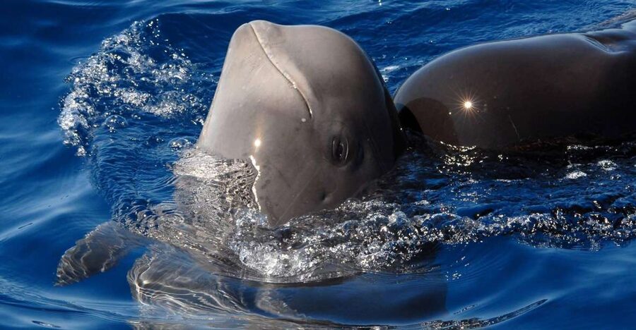 Madeira: Whale and Dolphin Watching Tour - Key things to know before you go