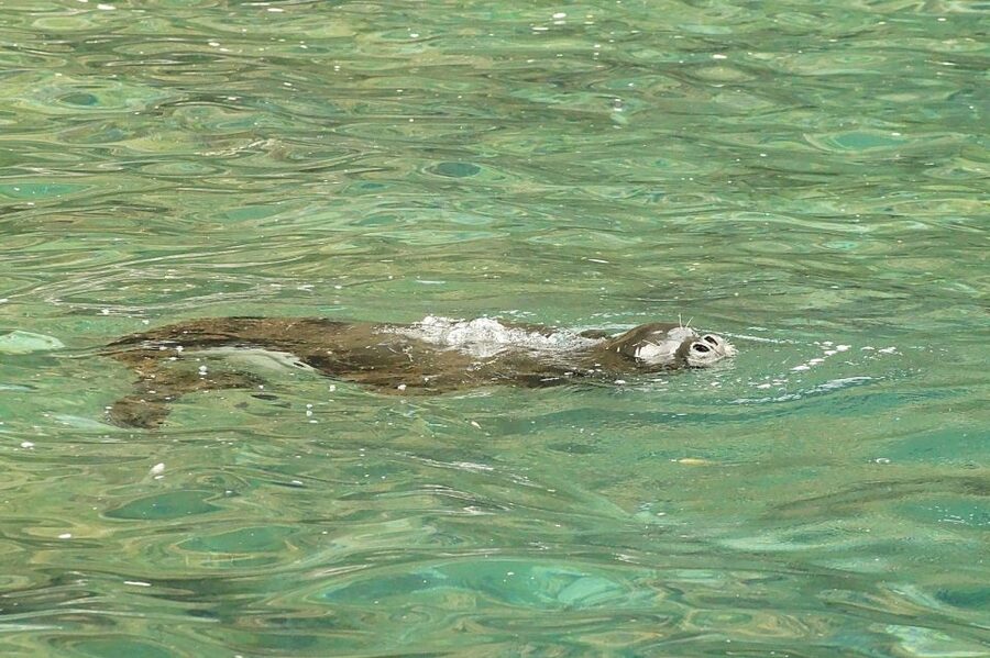 Madeira: Whale and Dolphin Watching Tour - Meeting at Madeira Sea Emotions, inside Dreams Hotel
