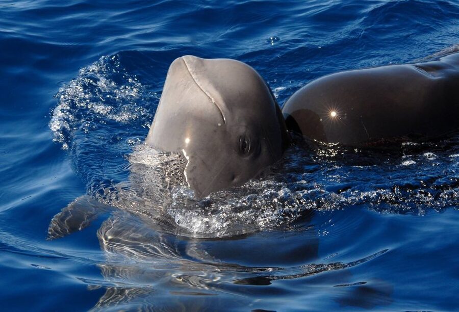 Madeira: Whale and Dolphin Watching Tour - Marine biologist commentary you’ll actually use