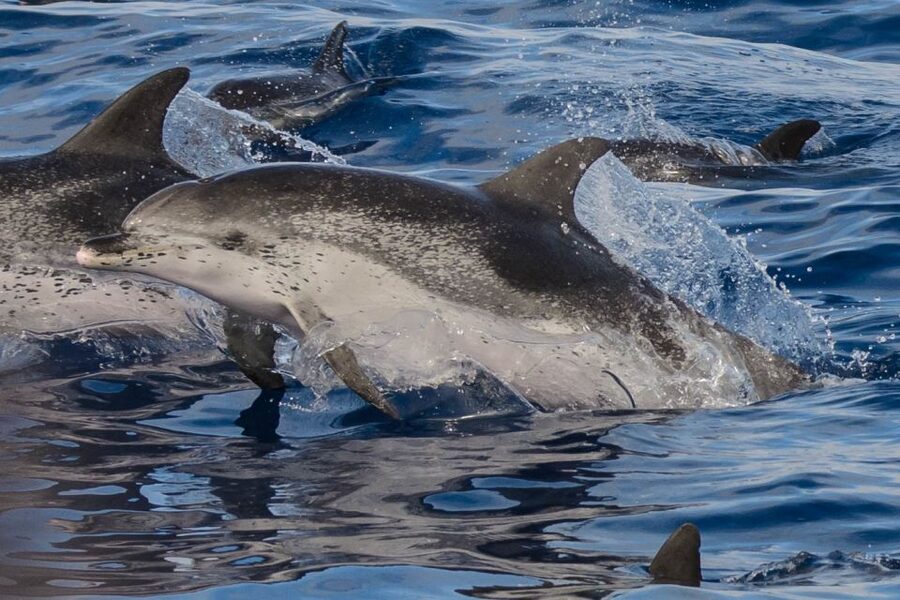 Madeira: Whale and Dolphin Watching Tour - Whale and dolphin spotting: what the search is built for