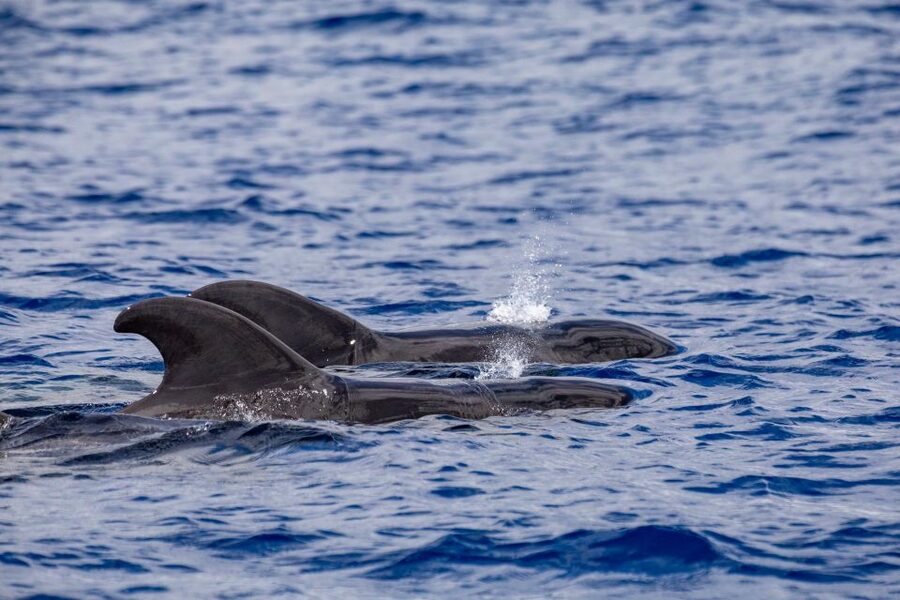 Madeira: Whale and Dolphin Watching Tour - Rock formations and endemic seabirds during the fast route