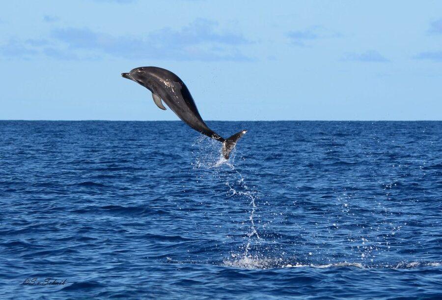 Madeira: Whale and Dolphin Watching Tour - Summer upgrade: snorkel and swim at Ponta de São Lourenço