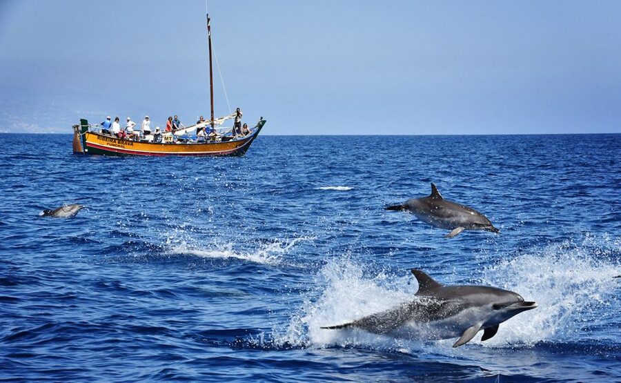 Madeira: Whale Watching Excursion in a Traditional Vessel - Key highlights you should care about