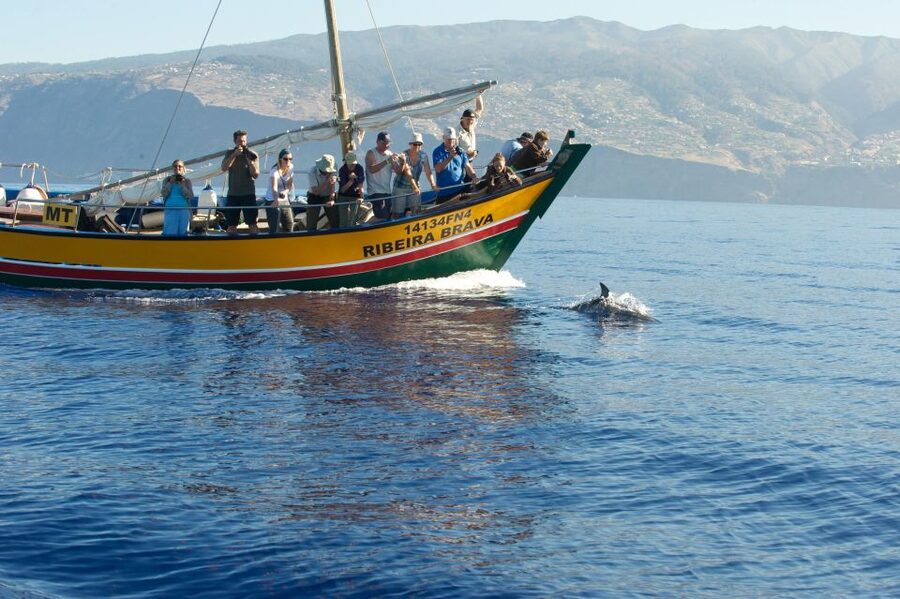 Madeira: Whale Watching Excursion in a Traditional Vessel - Quick practical tips for Madeira whale watching