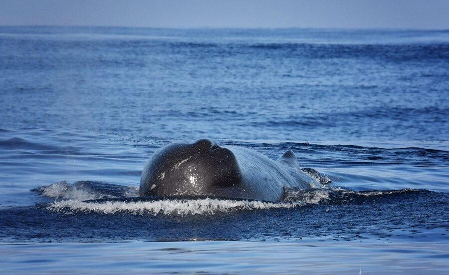 Madeira: Whale Watching Excursion in a Traditional Vessel - Why this wooden-boat whale watch feels different in Madeira