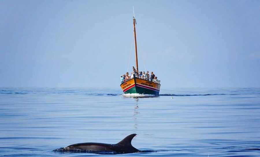 Madeira: Whale Watching Excursion in a Traditional Vessel - What you can spot: dolphins, pilot whales, monk seals, and sea birds