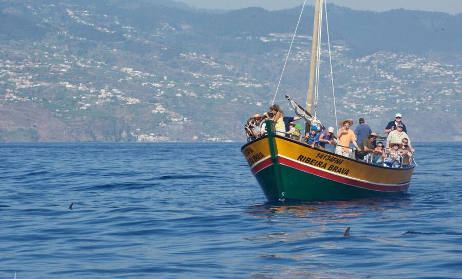 Madeira: Whale Watching Excursion in a Traditional Vessel - Views, comfort, and when the sea gets rough