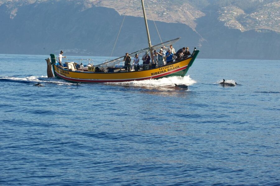 Madeira: Whale Watching Excursion in a Traditional Vessel - Who should book, and who should skip it