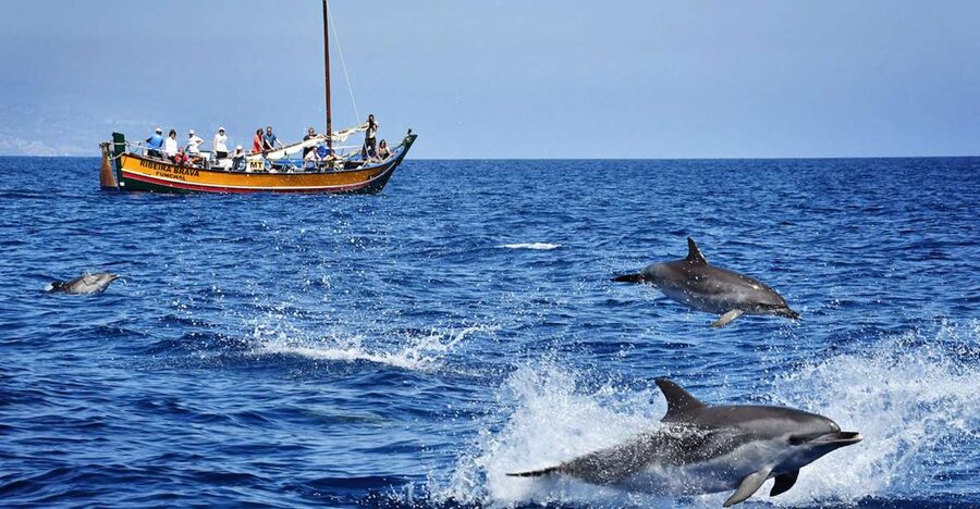 Madeira: Whale Watching Excursion in a Traditional Vessel - Ribeira Brava: the boat that makes the ride part of the show