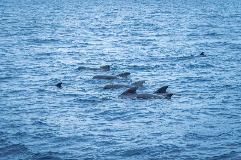 Madeira : Whales and Dolphins wooden boat excursion - Key things I’d watch for on this Madeira boat trip