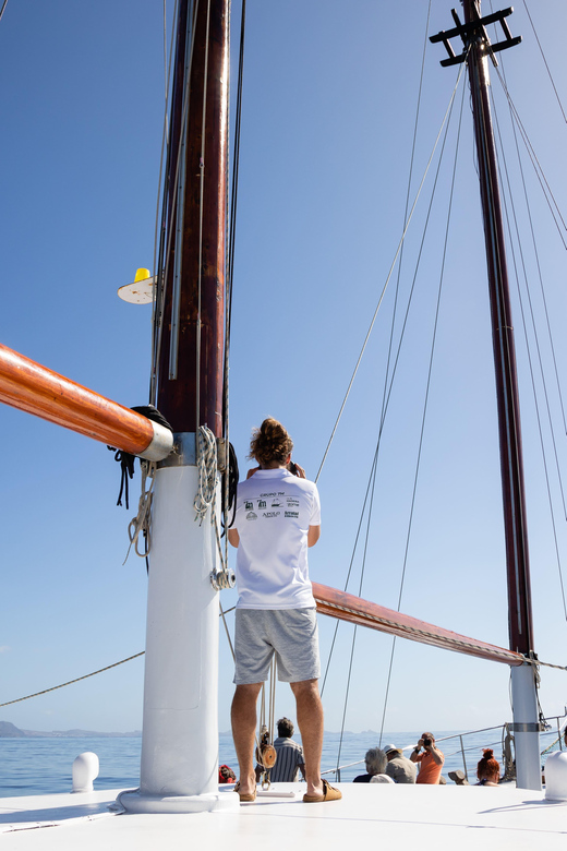 Madeira : Whales and Dolphins wooden boat excursion - Why This 3-Hour Wooden Boat Trip Works for Whale and Dolphin Time