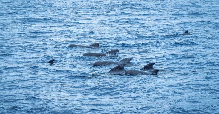 Madeira : Whales and Dolphins wooden boat excursion - What the English Crew and Madeira Wine Do Before You Even See Wildlife