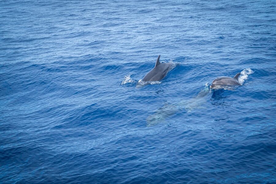 Madeira : Whales and Dolphins wooden boat excursion - Dolphin and Whale Watching: How the Hunt Actually Plays Out on the Water