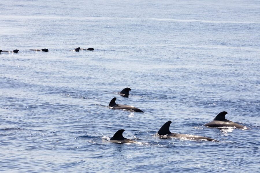 Madeira : Whales and Dolphins wooden boat excursion - Boat Comfort That Makes a 3-Hour Trip Feel Easier