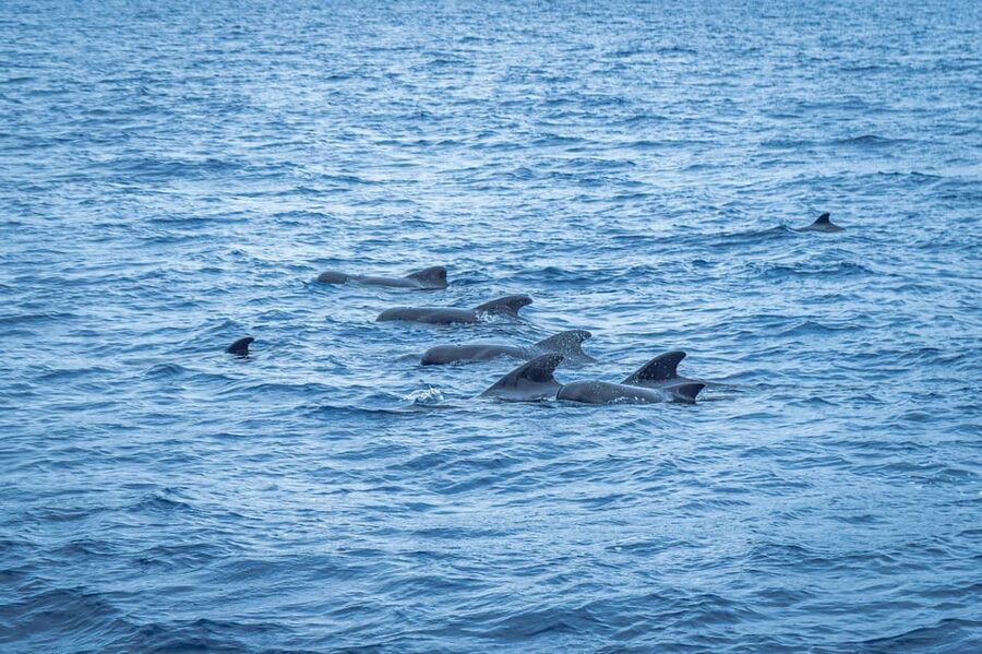 Madeira : Whales and Dolphins wooden boat excursion - What to Bring for a Comfortable, No-Stress Day on Deck