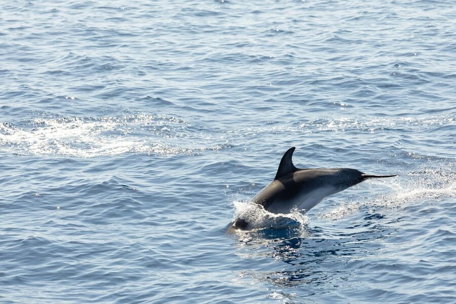Madeira : Whales and Dolphins wooden boat excursion - Who This Tour Fits Best (and Who Might Be Better Off Elsewhere)