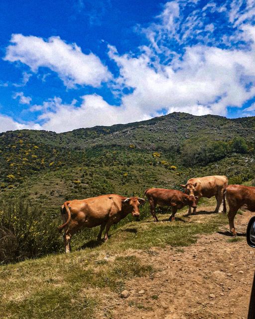 Madeira Wild West 4X4 Tour Safari - Paul da Serra: getting out of the clouds, then back toward the trees