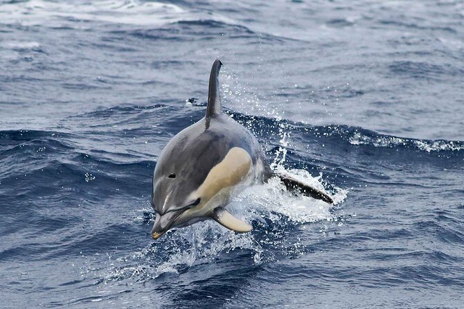 Magic Dolphin Sea Safaris - What onboard guides actually do: captain talk plus marine biologist guidance