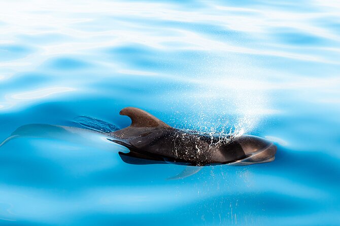 Magic Dolphin Sea Safaris - What you might see in two hours: dolphins, whales, turtles, and seabirds