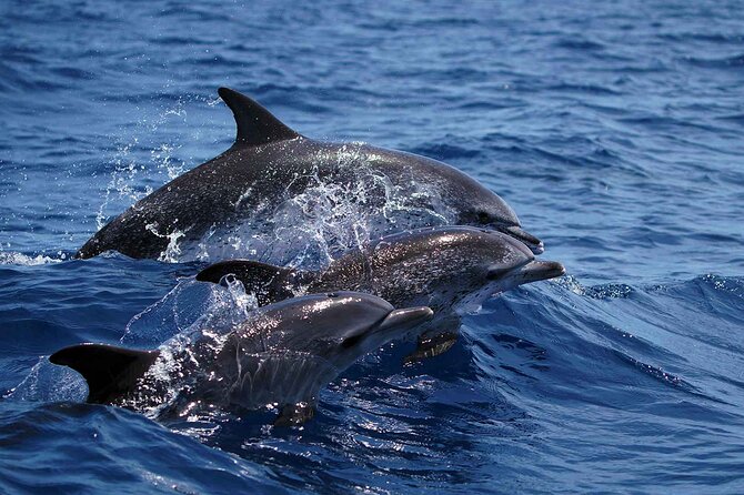 Magic Dolphin Sea Safaris - The free second try: how the “no wildlife first run” policy changes your odds