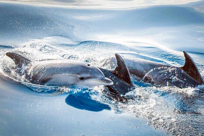 Magic Dolphin Sea Safaris - Stop experience details: what the single Magic Dolphin stop means for your time